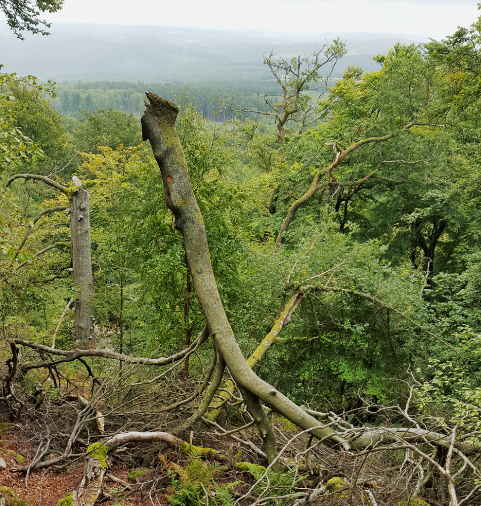 NationalparkHunsrückHochwald3_20150905